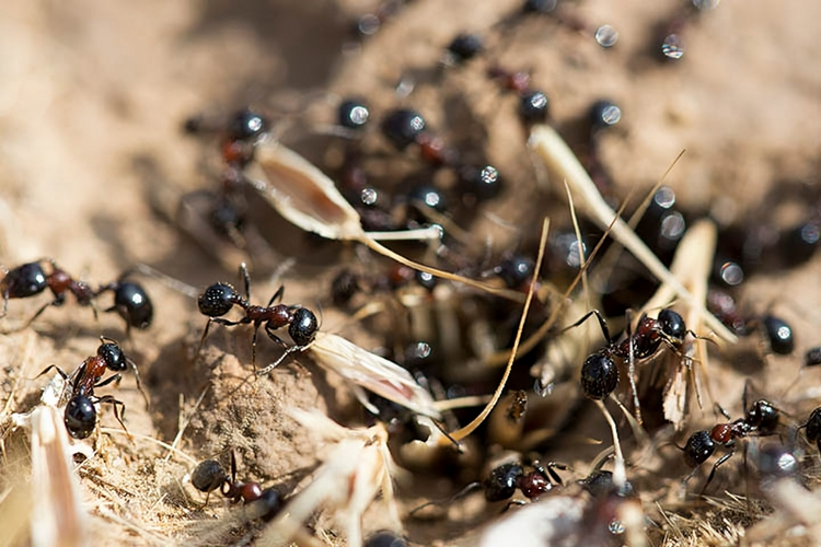 Antmerchant