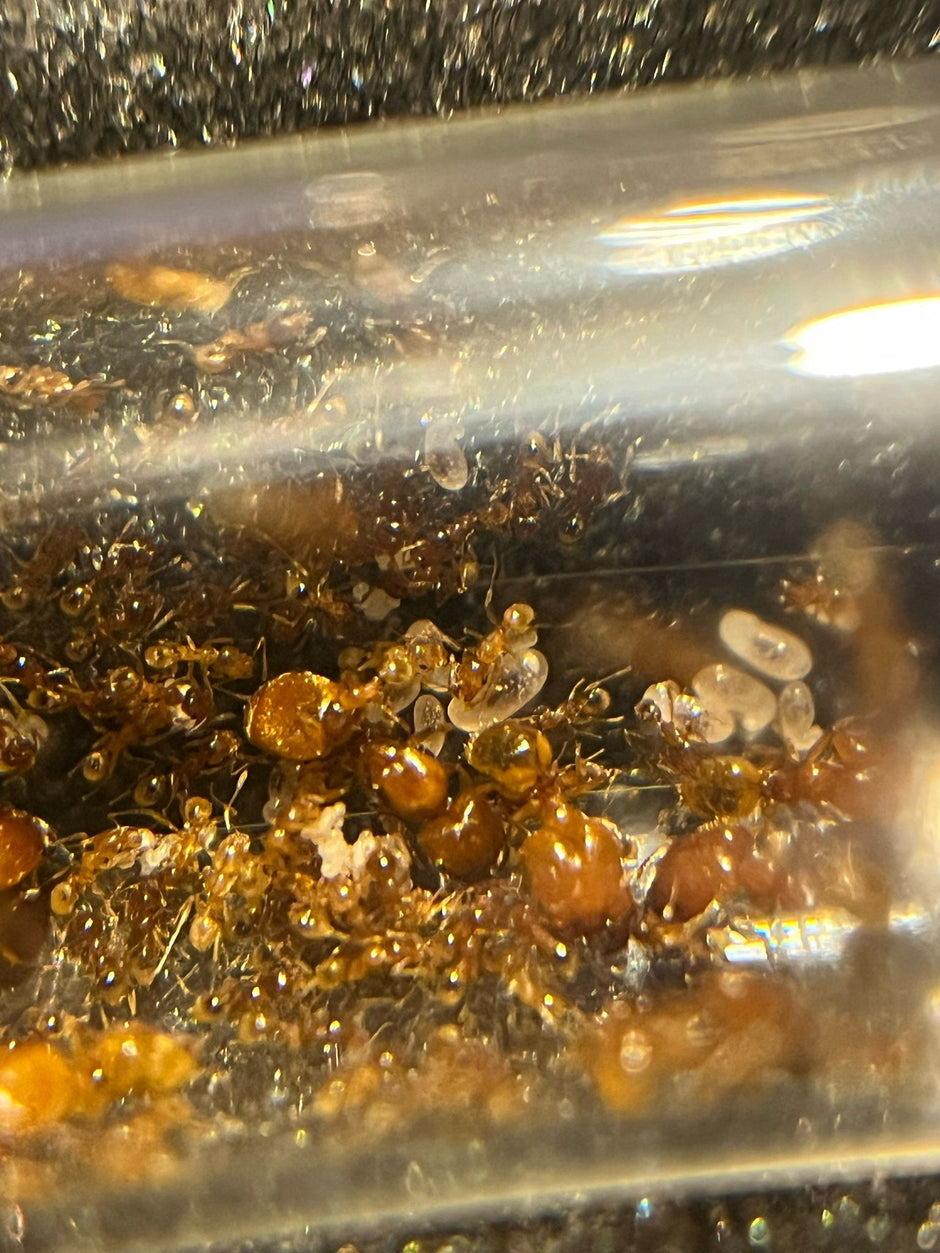 Antmerchant