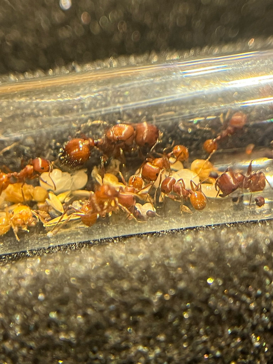 Antmerchant