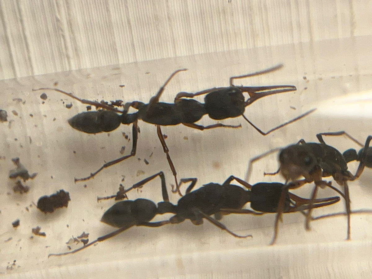 Antmerchant