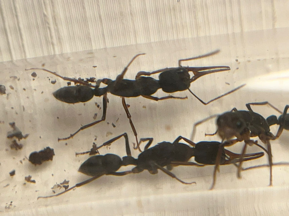 Antmerchant