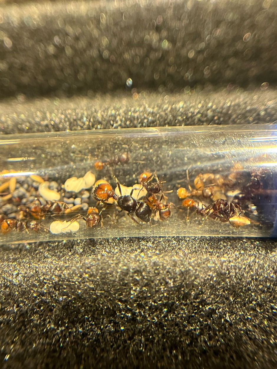 Ants