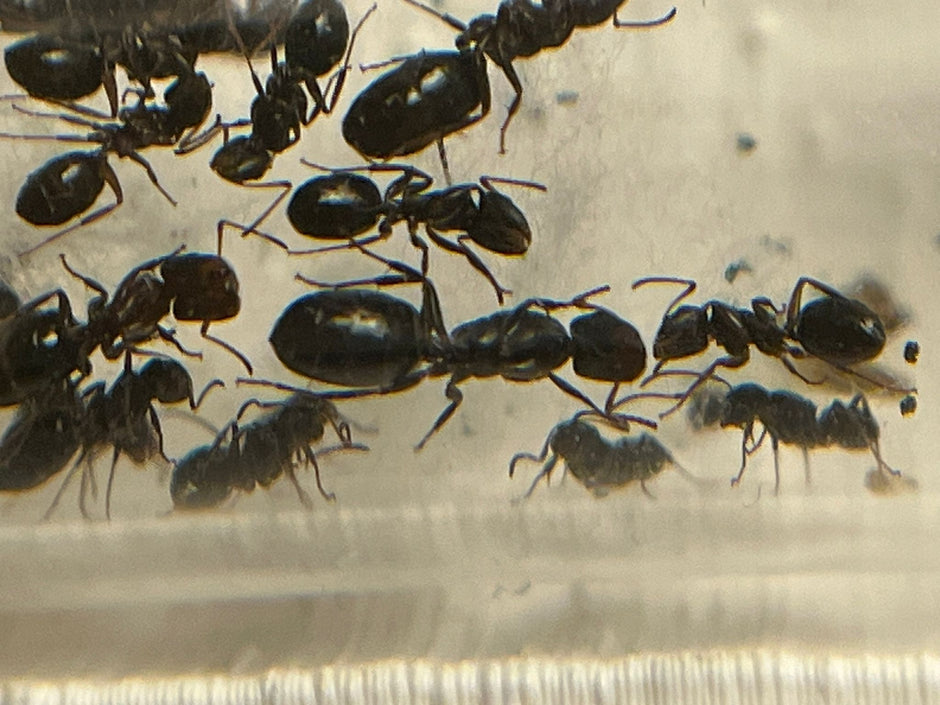 Ants