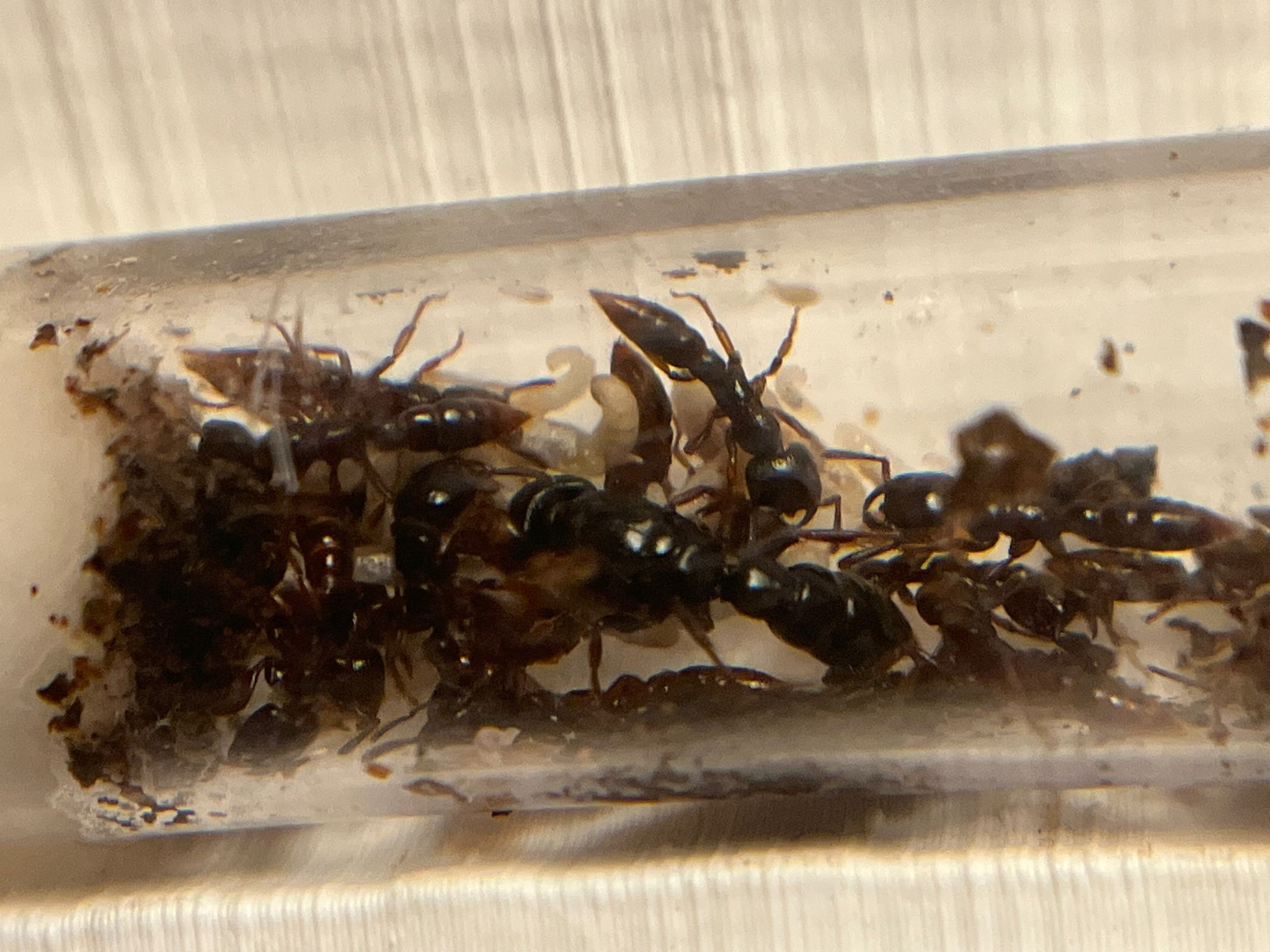Myopopone castanea