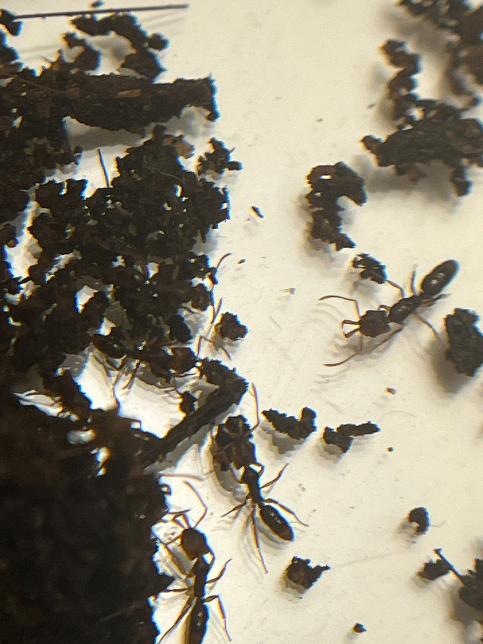 Ants all