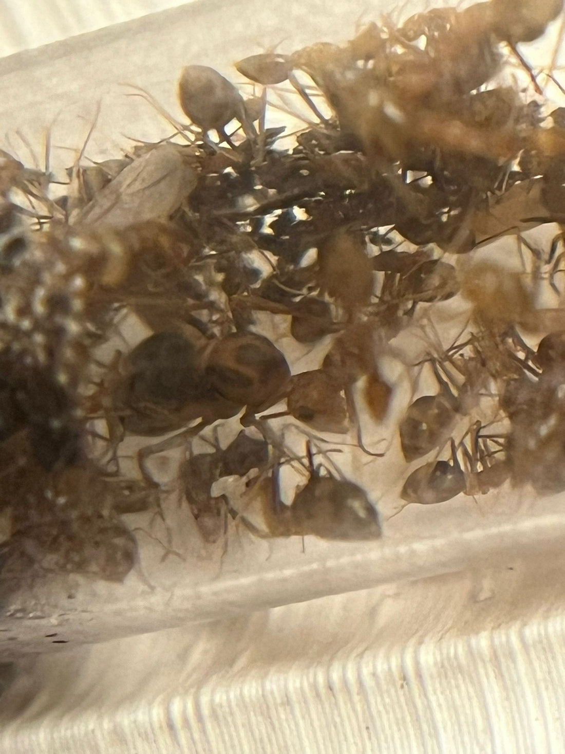 Anachus Insect Products