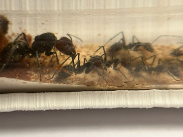 Camponotus singularis